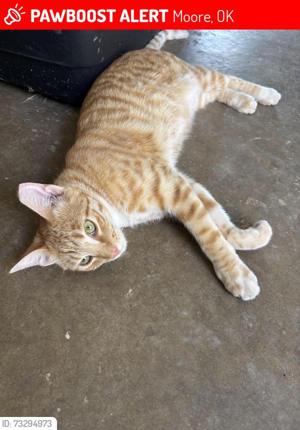 Lost Female Cat last seen Santa Fe and Kings Rd, Moore, OK 73160