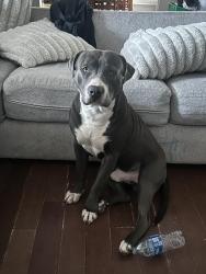 Reunited Male Dog last seen saums rd and strait ln, Houston, TX 77084