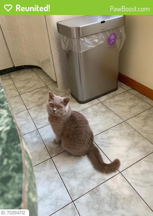 Reunited Female Cat last seen Nautilus Ave in Sea Gate, Brooklyn, NY 11224