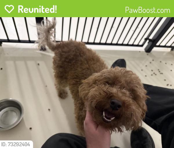 Reunited Female Dog last seen Morehead st and Wilkinson blvd, Charlotte, NC 28208
