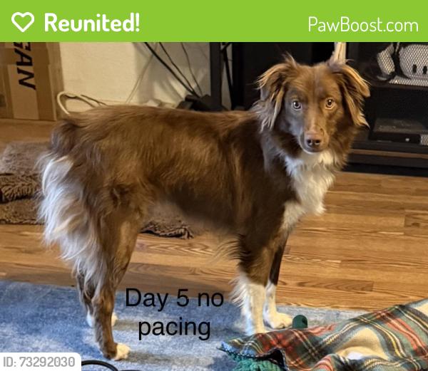 Reunited Male Dog last seen Tait/Pacific, Oceanside, CA 92054