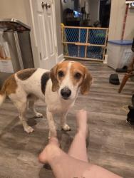 Found/Stray Male Dog last seen Post office on Aberdeen, Hampton, VA 23661
