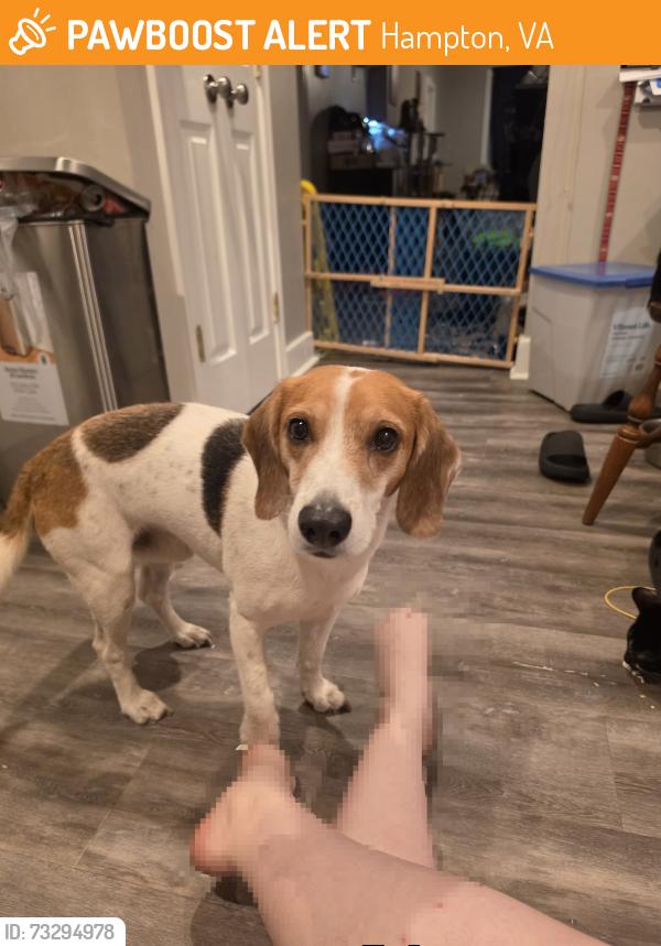 Found/Stray Male Dog last seen Post office on Aberdeen, Hampton, VA 23661