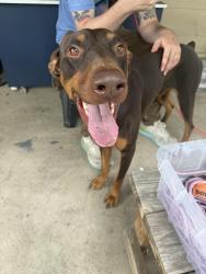 Found/Stray Male Dog last seen Tennyson and 6th, Denver, CO 80204