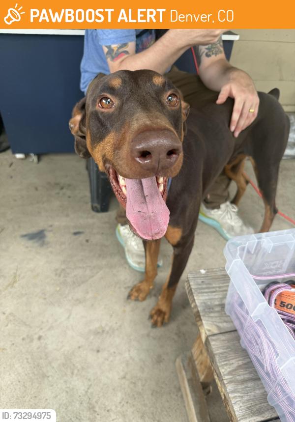 Found/Stray Male Dog last seen Tennyson and 6th, Denver, CO 80204