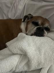 Reunited Female Dog last seen Bay to bay and dale mabry, Tampa, FL 33629