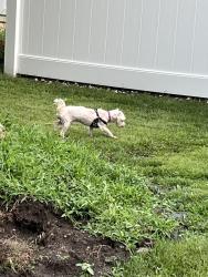 Reunited Unknown Dog last seen Charlestown Lakes - Corner of Sun Vally & Arapahoe - heading towards Blue Knob, Virginia Beach, VA 23464