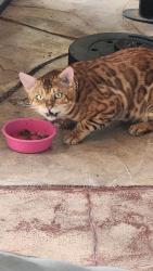 Found/Stray Male Cat last seen 204th, Miami Gardens, FL 33056
