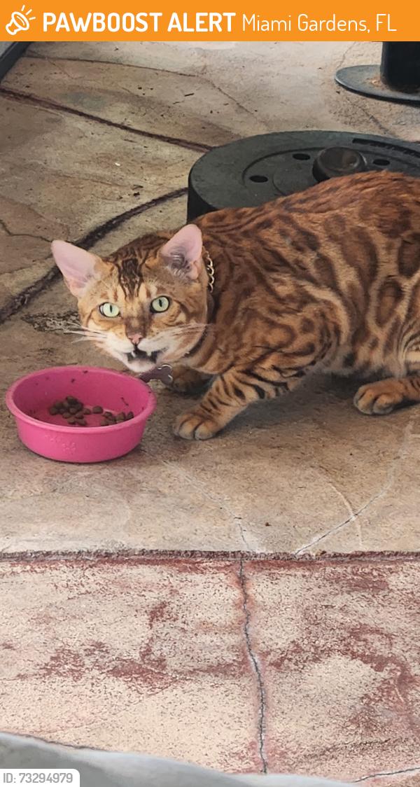 Found/Stray Male Cat last seen 204th, Miami Gardens, FL 33056