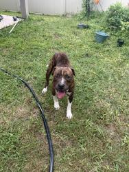 Found/Stray Male Dog last seen Hulton Street/Chateaubriand Ave, Horizon West, FL 32836