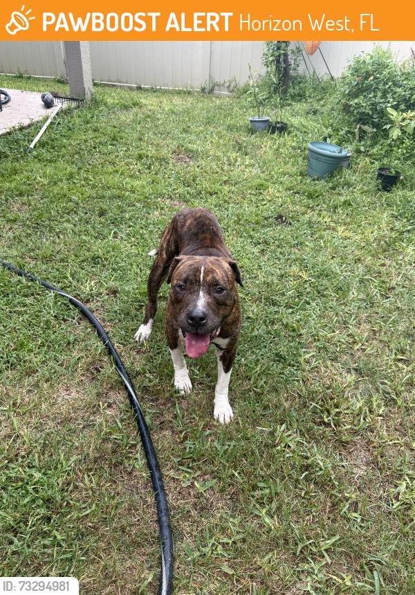 Found/Stray Male Dog last seen Hulton Street/Chateaubriand Ave, Horizon West, FL 32836
