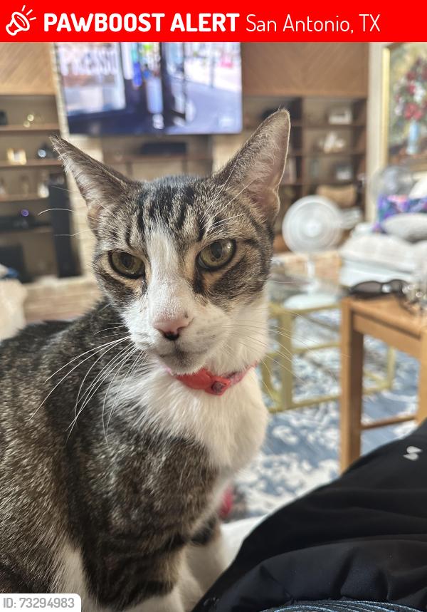Lost Male Cat last seen Braesview and Larskspur, San Antonio, TX 78231