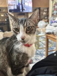 Lost Male Cat last seen Braesview and Larskspur, San Antonio, TX 78231