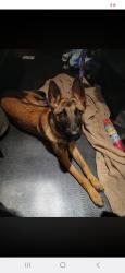 Lost Female Dog last seen Near crouch dr Nashville tn 37207, Nashville, TN 37207