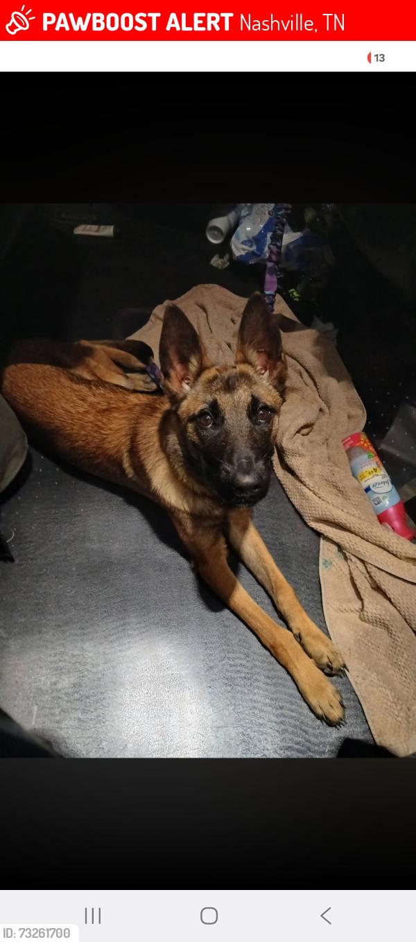 Lost Female Dog last seen Near crouch dr Nashville tn 37207, Nashville, TN 37207