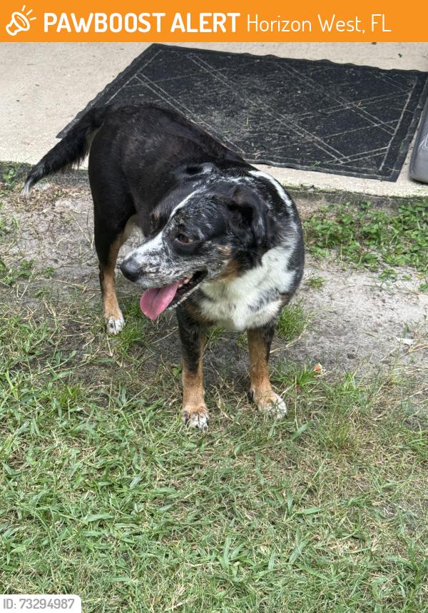 Found/Stray Female Dog last seen Hulton Street and Chateaubriand Avenue, Horizon West, FL 32836
