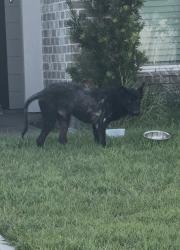 Found/Stray Male Dog last seen Harlem and Telford Hallow, Richmond, TX 77407