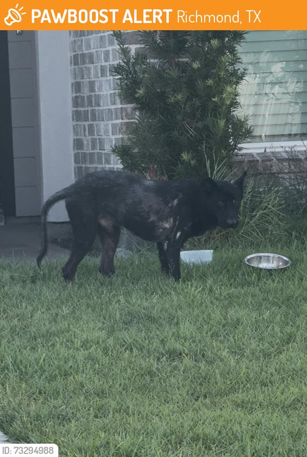 Found/Stray Male Dog last seen Harlem and Telford Hallow, Richmond, TX 77407
