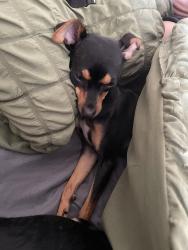 Reunited Female Dog last seen YMCA field, Goldsboro, NC 27534