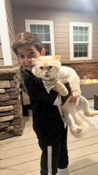 Lost Male Cat last seen Near Braeburn Loop, Yakima, WA 98903