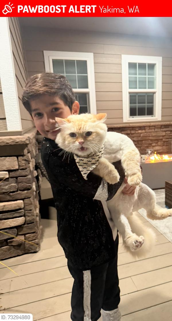 Lost Male Cat last seen Near Braeburn Loop, Yakima, WA 98903