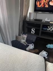 Lost Female Dog last seen E 22nd St Paterson NJ, Paterson, NJ 07514