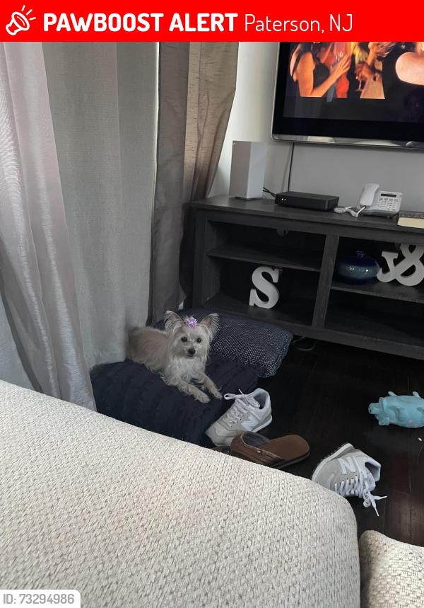 Lost Female Dog last seen E 22nd St Paterson NJ, Paterson, NJ 07514