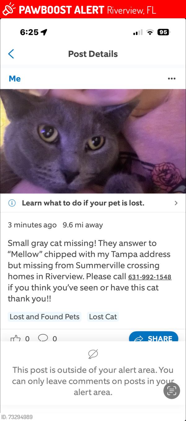 Lost Female Cat last seen Summerfield and sailbrooke drive Riverview Fl, Riverview, FL 33579