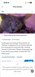 Lost Female Cat last seen Summerfield and sailbrooke drive Riverview Fl, Riverview, FL 33579