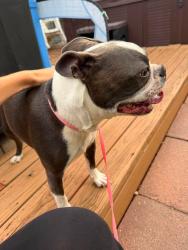 Reunited Male Dog last seen 133rd and Colorado Blvd, Thornton, CO 80241