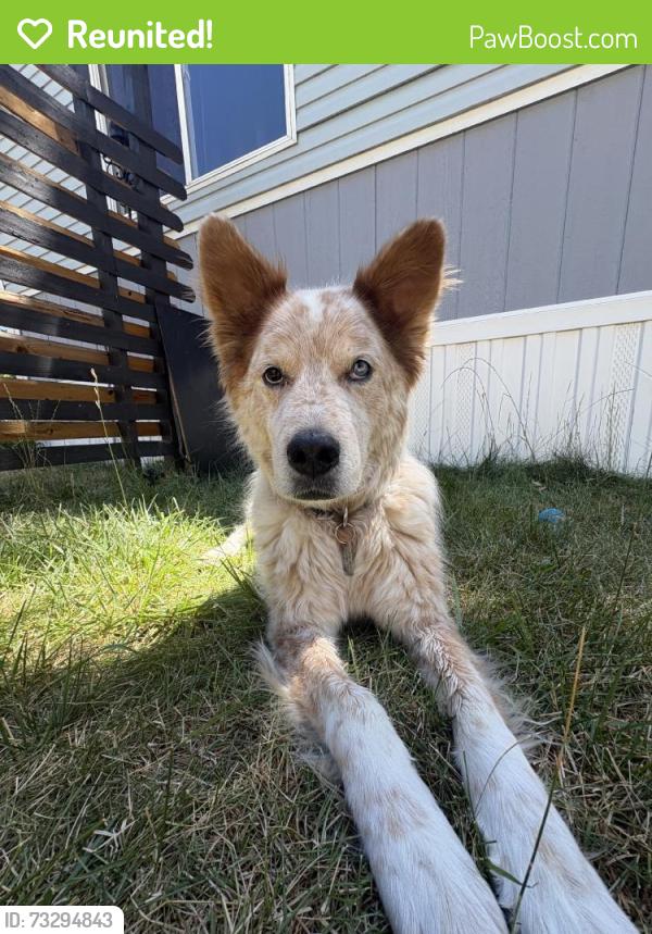 Reunited Male Dog last seen Near Laporte Ave, Fort Collins, CO 80521, USA, Fort Collins, CO 80521