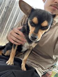 Found/Stray Female Dog last seen Butler Elementary, Elk Grove, CA 95624
