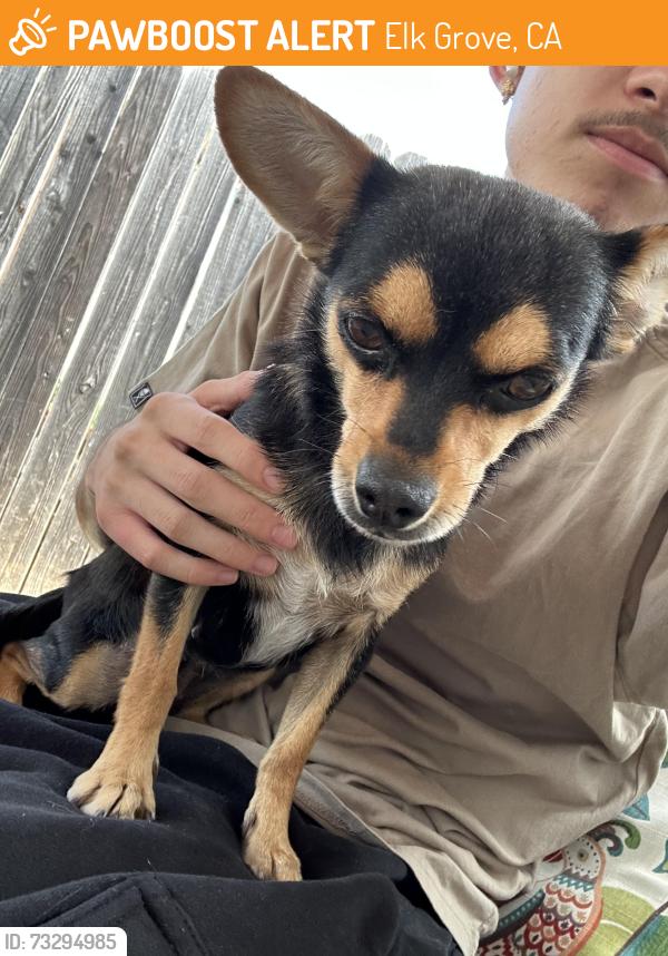 Found/Stray Female Dog last seen Butler Elementary, Elk Grove, CA 95624