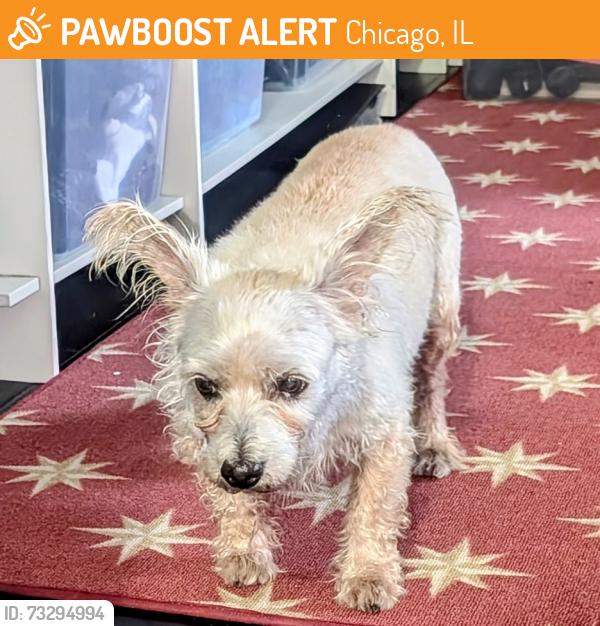 Found/Stray Unknown Dog last seen Trumbull & Chicago Ave, Chicago, IL 60651