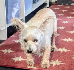 Found/Stray Unknown Dog last seen Trumbull & Chicago Ave, Chicago, IL 60651