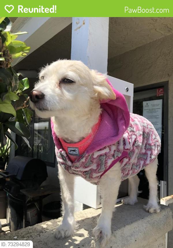 Reunited Female Dog last seen 4th and orange, Long Beach, CA 90802