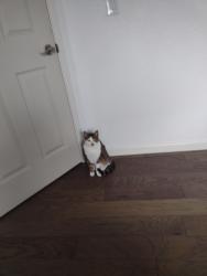 Lost Female Cat last seen McDonalds, Port Orchard, WA 98366