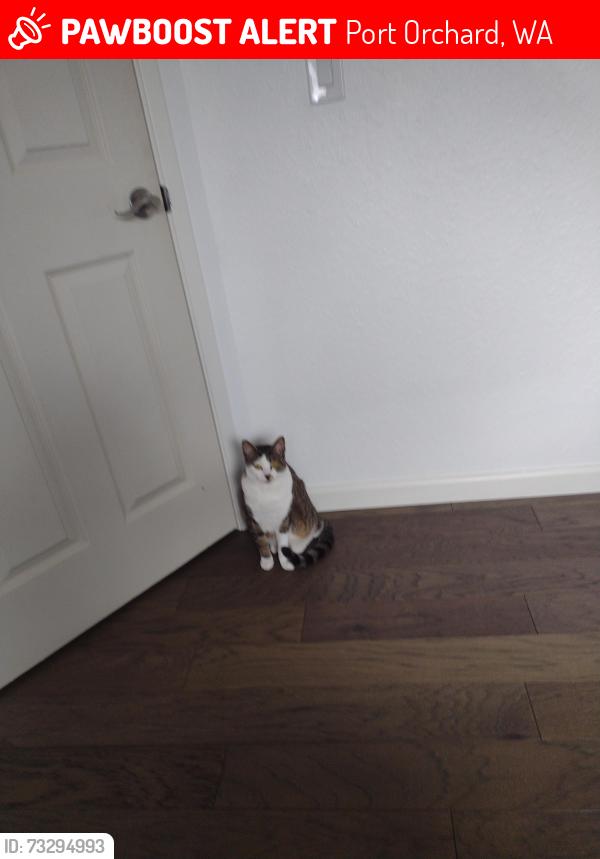 Lost Female Cat last seen McDonalds, Port Orchard, WA 98366