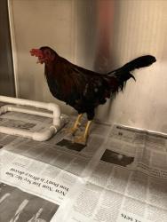 Shelter Stray Male Bird last seen Near BLOCK N MADISON AVE, WICHITA KS 67214, 3303 N Hillside St, Wichita, KS 67219, USA