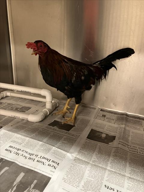 Shelter Stray Male Bird last seen Near BLOCK N MADISON AVE, WICHITA KS 67214, 3303 N Hillside St, Wichita, KS 67219, USA