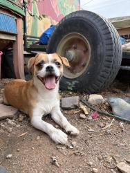 Found/Stray Male Dog last seen Palo verde and March Place, Tucson, AZ 85713