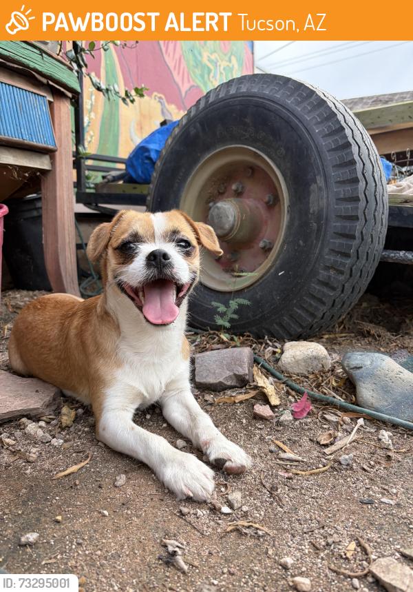 Found/Stray Male Dog last seen Palo verde and March Place, Tucson, AZ 85713