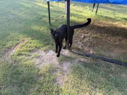 Found/Stray Unknown Cat last seen My backyard, Flowery Branch, GA 30542