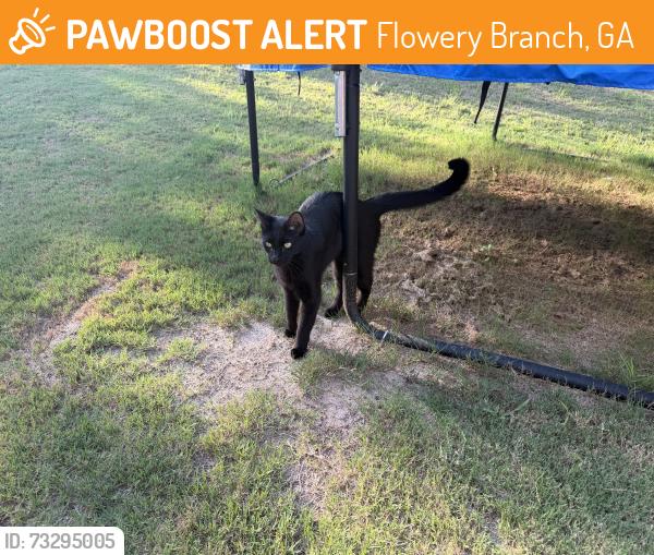 Found/Stray Unknown Cat last seen My backyard, Flowery Branch, GA 30542