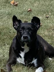 Lost Male Dog last seen Lost creek circle, DeKalb County, GA 30088