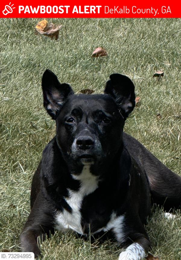 Lost Male Dog last seen Lost creek circle, DeKalb County, GA 30088