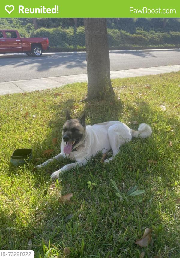 Reunited Female Dog last seen Romance / Toy Ct, Temecula, CA 92592