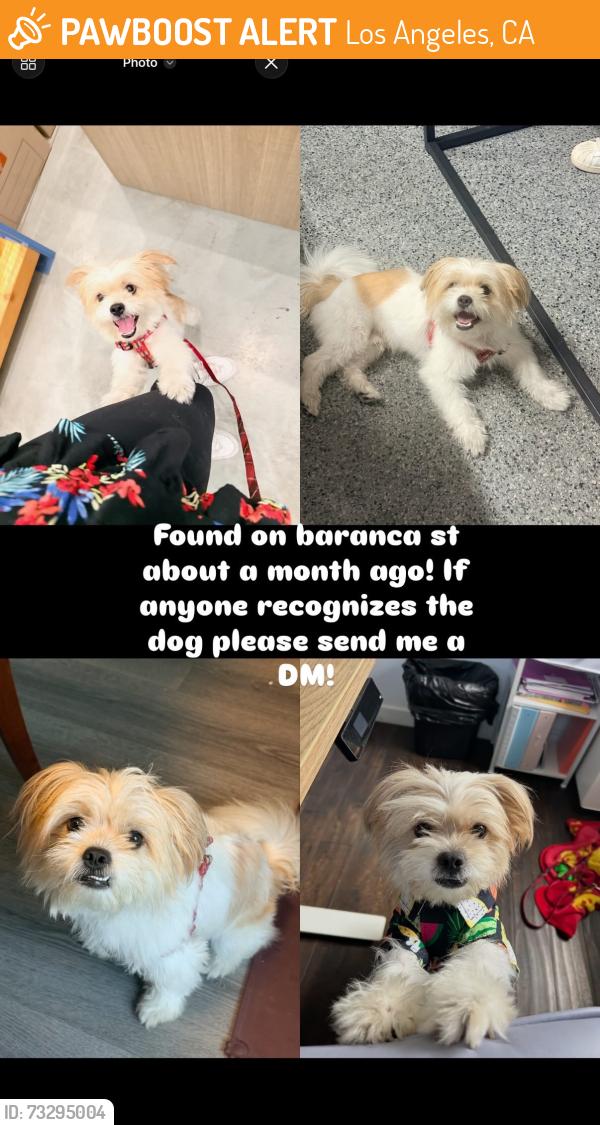 Found/Stray Male Dog last seen Lincoln heights, Los Angeles, CA 90031
