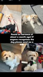 Found/Stray Male Dog last seen Lincoln heights, Los Angeles, CA 90031