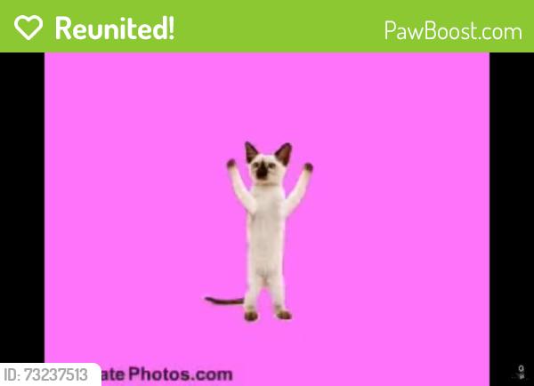 Reunited Female Cat last seen Near cedro street, Eagle Pass, TX 78852